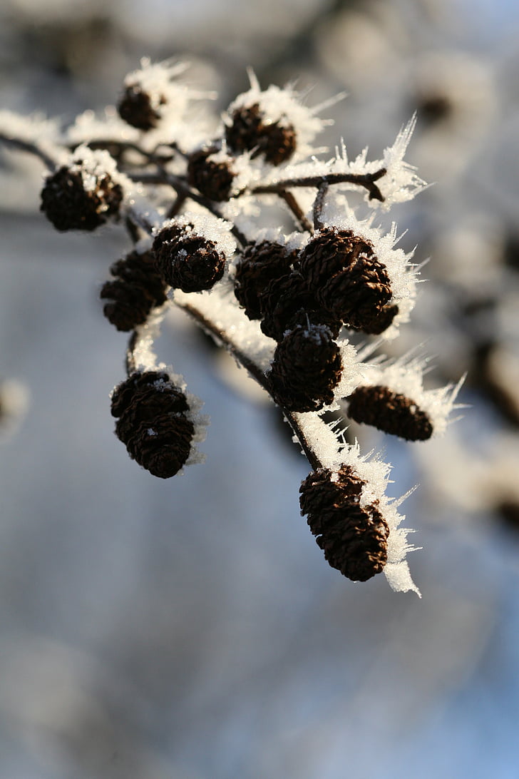 branch, snow, winter, nature, close-up, plant, macro