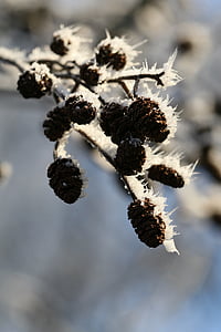 branca, neu, l'hivern, natura, close-up, planta, macro