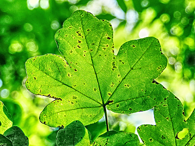 Slnečné svetlo, Leaf, strom, Zelená, zeleň, prírodné, listy
