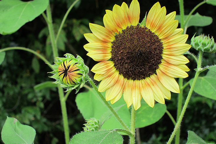bunga matahari, bunga, Bud, kuning, alam, tanaman, musim panas