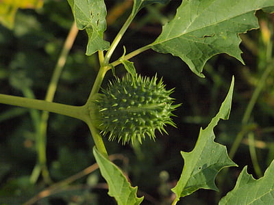 plant, spur, autumn, fruit, prickly, green, nature