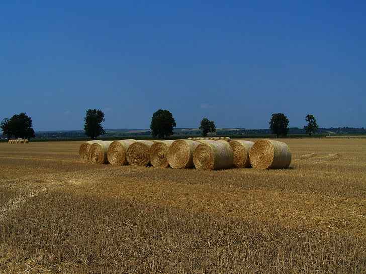 Slama bale, pridelanega žitno polje, poletje, kmetijstvo, Bale, narave, polje
