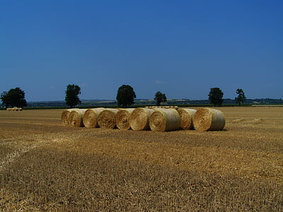 straw bales, harvested wheat field, summer, agriculture, bale, nature, field