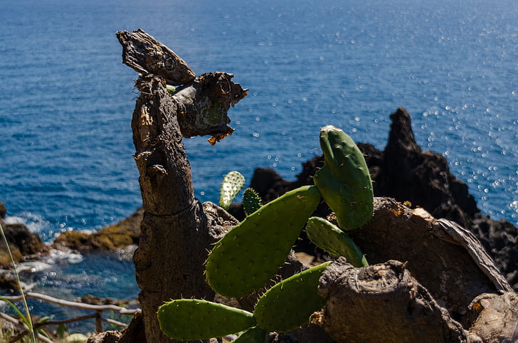 cactus, cliff, sea, atlantic, atlantic ocean, funchal, madeira