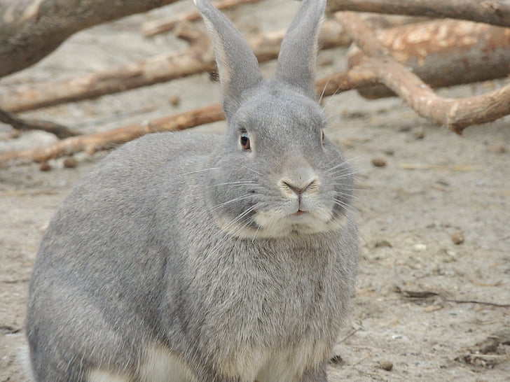 hare, gray hare, animal, easter, mammal, rabbit - Animal, cute