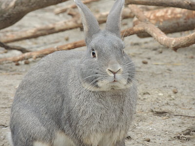 토끼, 회색 토끼, 동물, 부활절, 포유 동물, 토끼-동물, 귀여운