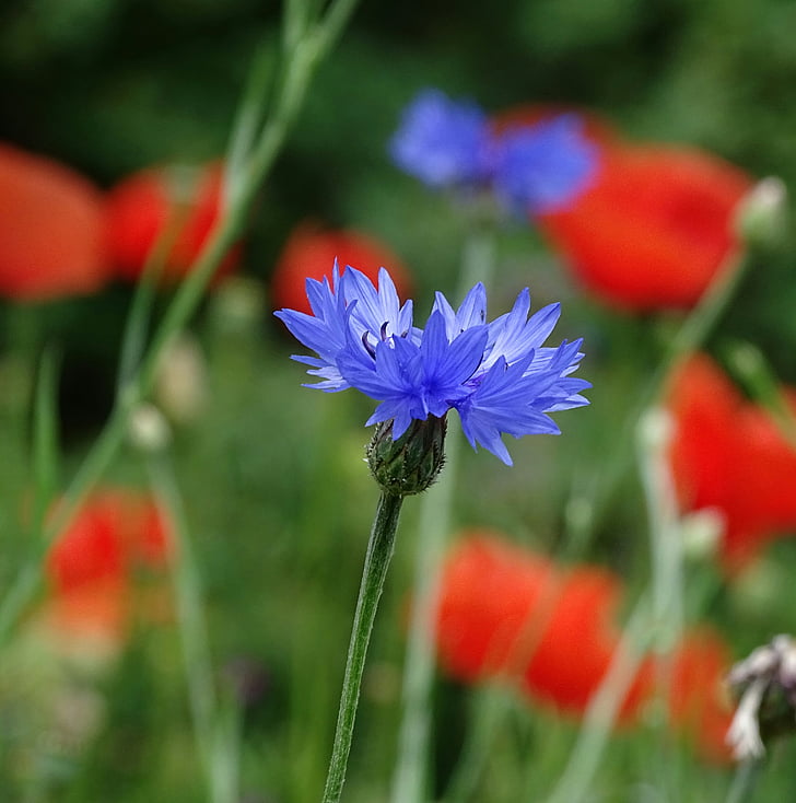 Aciano, flor de color blau, planta, flors silvestres, l'estiu, camp, flor