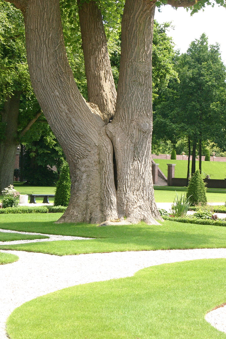 дерево, краєвид, Природа, парк - людина зробив простір, на відкритому повітрі, трава, зелений колір