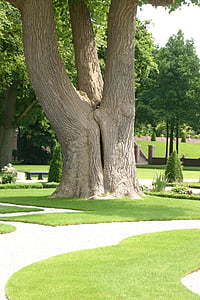 дерево, пейзаж, Природа, Парк - мужчина сделал пространства, на открытом воздухе, трава, зеленый цвет