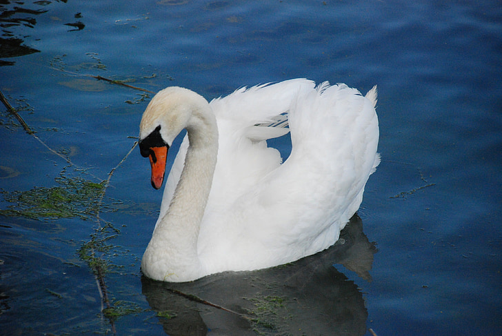 swan, animal, white, sea, wildlife, feathers, bird