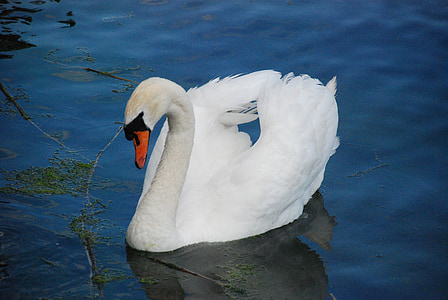 Swan, hewan, putih, laut, satwa liar, bulu, burung