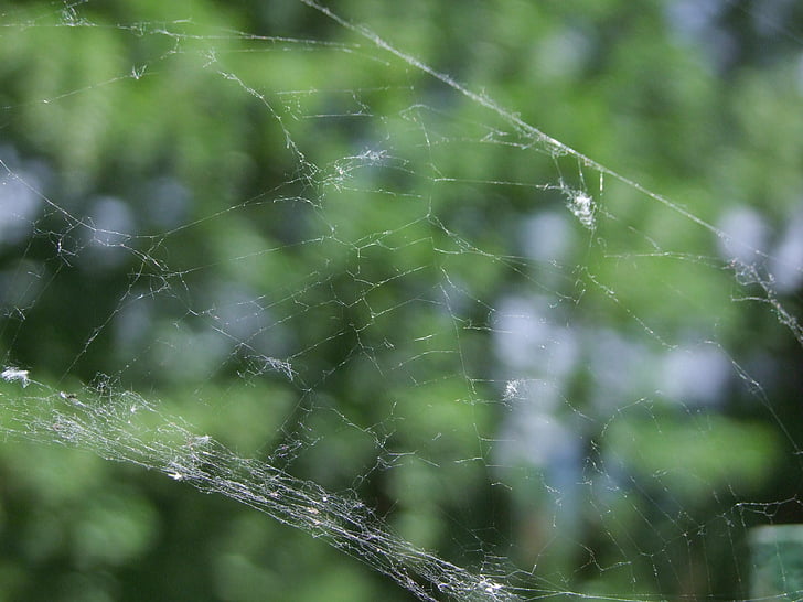 spider, web, green