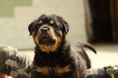 rottweiler, puppy, dog, background, thoroughbred, animal, white