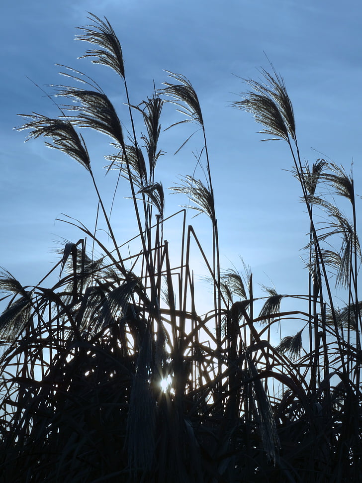reed, back light, nature, sky, blue