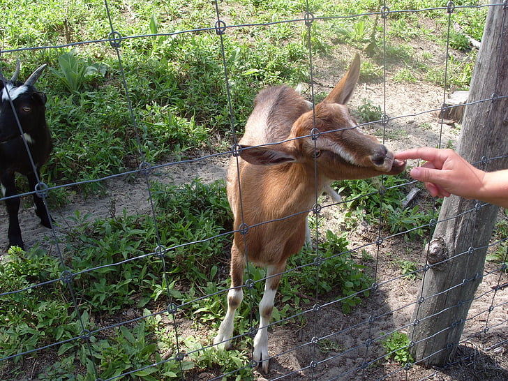 kambing, hewan, hewan peliharaan