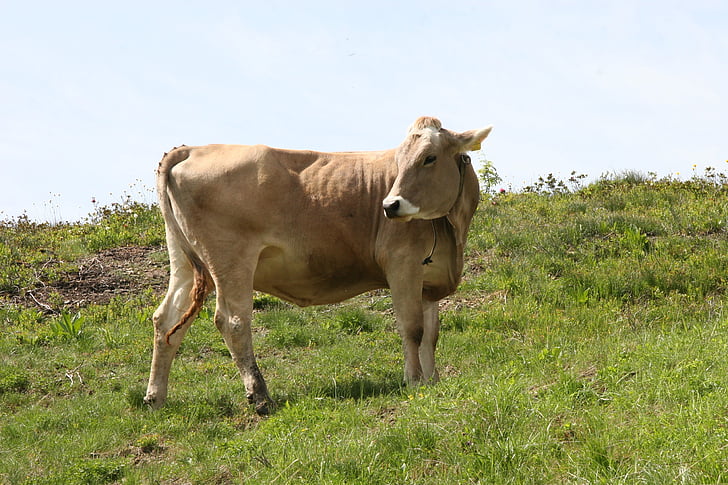 govs, pārskata, liellopi, liellopu gaļa, ganības, Alpu, lauksaimniecība