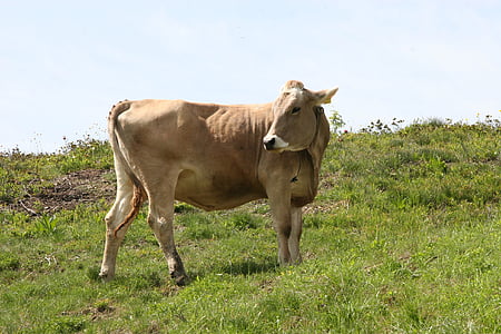Kuh, Überprüfen Sie, Rinder, Rindfleisch, Weide, Alpine, Landwirtschaft
