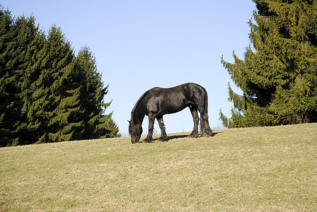 cavalo, preto, pasto, animais, paisagem