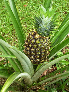 pineapple, fruits, sweet, fruit, exotic, plant, agriculture