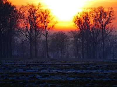 studen, zalazak sunca, stabla, Sigurnosno svjetlo, maglovit, Zima, snijeg