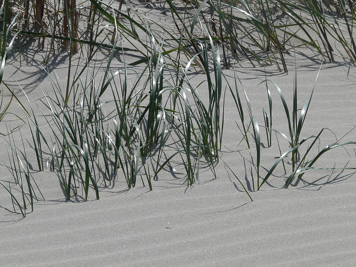 rantakauraa ruoho, rannikon liikkuvat Ammophila, ruoho, lakritsi, Poaceae, Sand, Dune