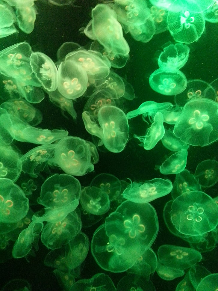 jelly fish, jellyfish, aquarium, underwater, aquatic, green, animal