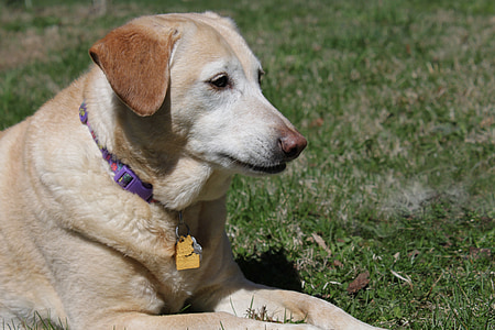 suns, PET, zeltainais retrīvers, Labrador, glābšanas, hibrīds, dzeltena