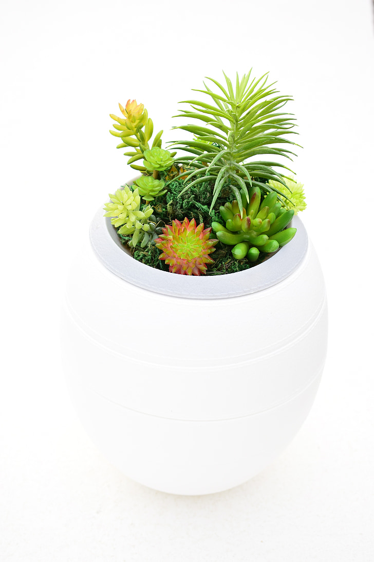 plants, urns funeral home, ecology, design, funeral
