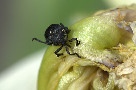 beetle, insect, macro, close, black