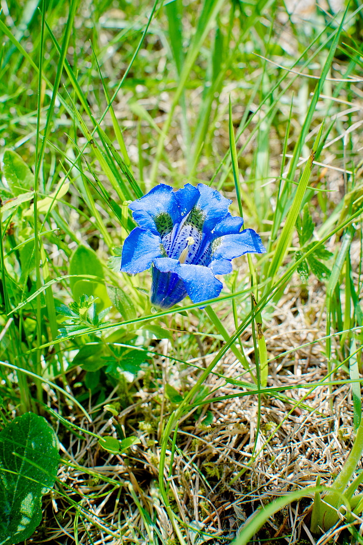 Clusius Enzian, Blüte, Bloom, Alpine Enzian, Enzian, Blume, Wiese