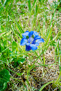 Clusius gentiana, Blossom, Bloom, Alpine gentiana, gentiana, blomma, äng