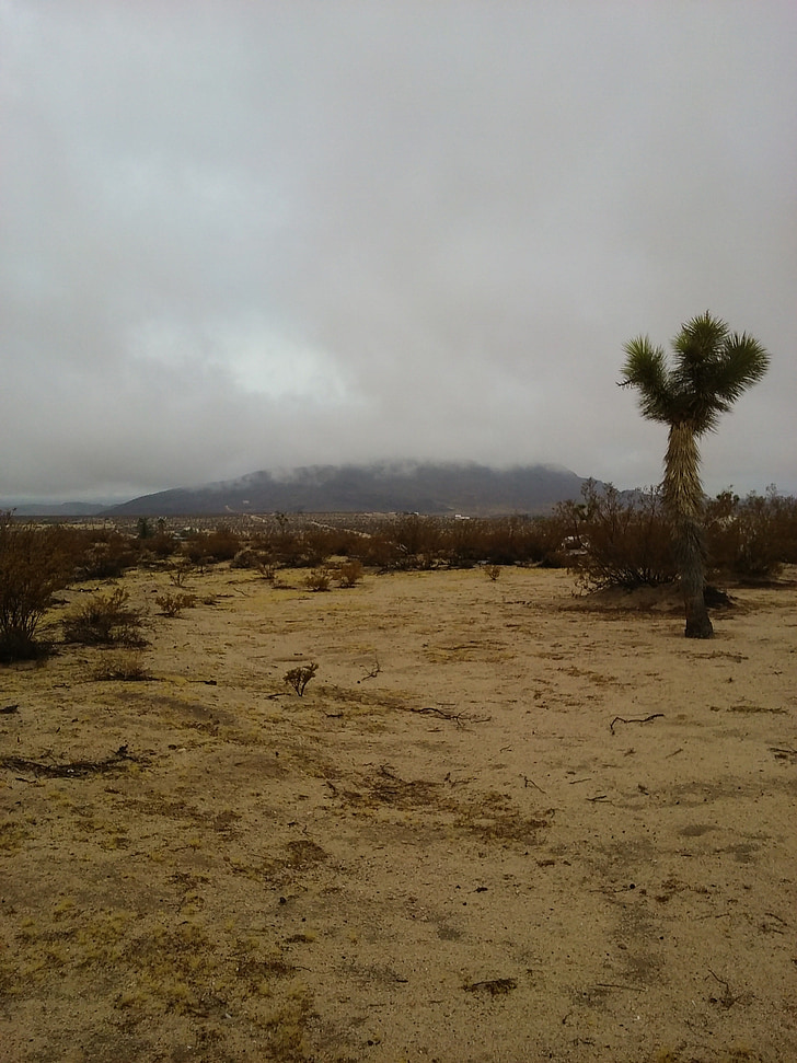 Joshua tree, deserto, Califórnia