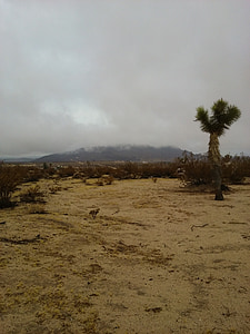 Joshua tree, woestijn, Californië