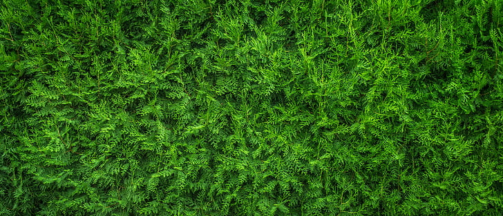plantas, folha, natureza, madeira, verde, plano de fundo, textura