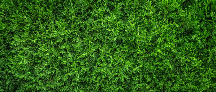 plantes, fulla, natura, fusta, verd, fons, textura