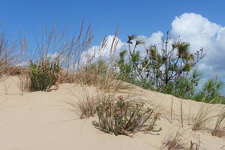Dune, Frankrike, Oléron, stranden, natur, landskapet, ferie