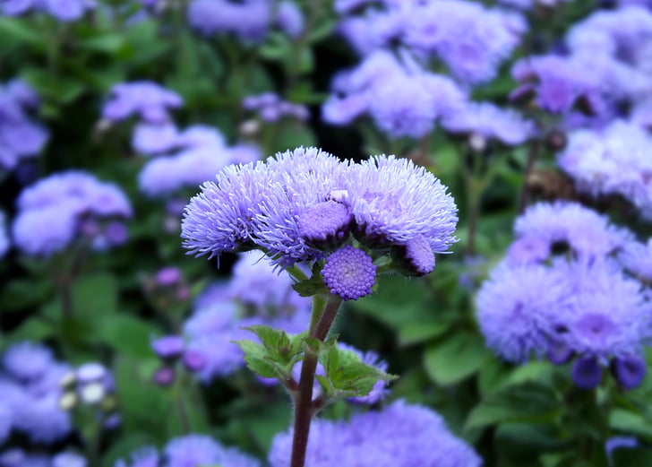 humo azul v, flor, azul, naturaleza, macro, Foto de flor, verde