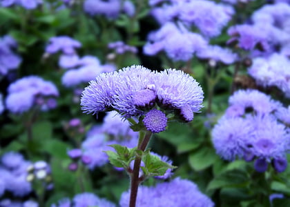 niebieski dym v, kwiat, niebieski, Natura, makro, obraz z kwiatami, zielony