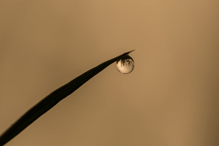 drop of water, grass, reflection, dew drop