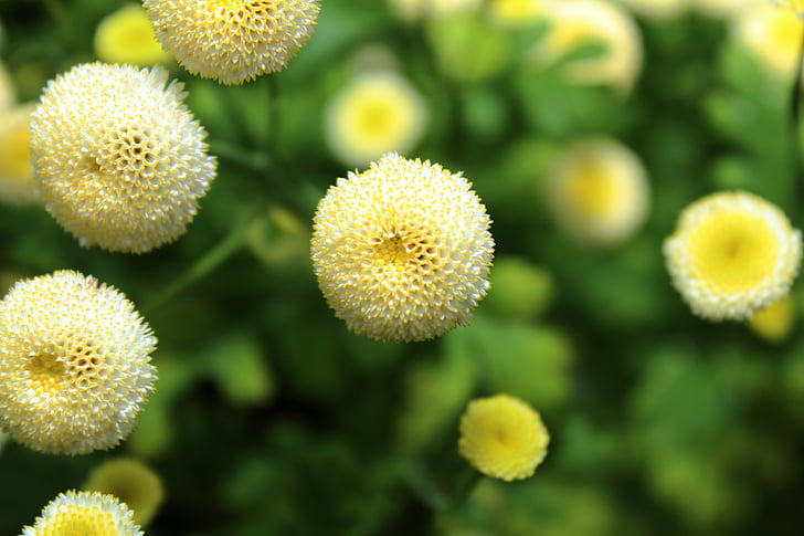 cvijet, žuta, makronaredbe, biljka