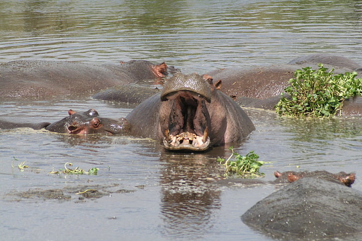river, hippos, tanzania