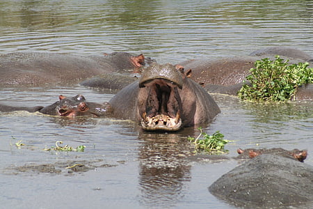 River, Hippos, Tansania