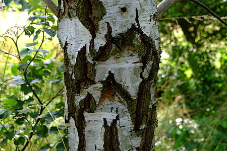 Birch, kulit, alam, pohon, log, suku, kayu