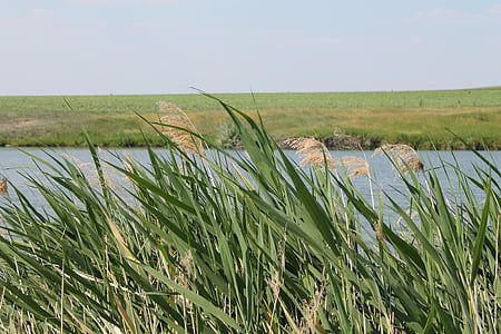 reed, grass, summer, river, nature, water, marsh