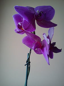 Orchis, bloem, Orchidaceae juss, Orchid, Blooming, Violet, bloem kamer