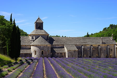 lavender, lavender field, lavender cultivation, monastery, monastery church, abbaye de sénanque, abbey