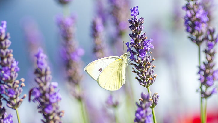 kupu-kupu, Lavender, musim panas, ungu, serangga, alam, bunga