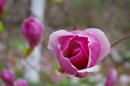 pavasarį, Platus magnolija, rožinė