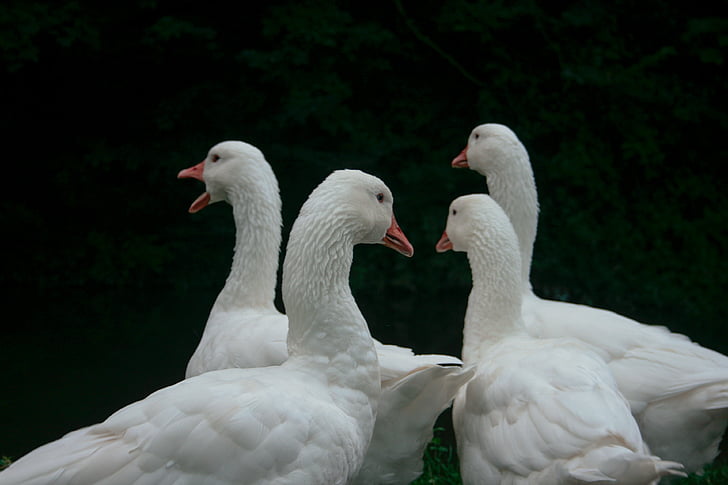 four, white, swans, duck, swan, bird, animal