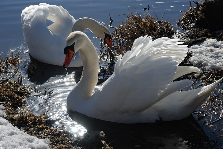 swan, ice, winter, water, lake, nature, bird